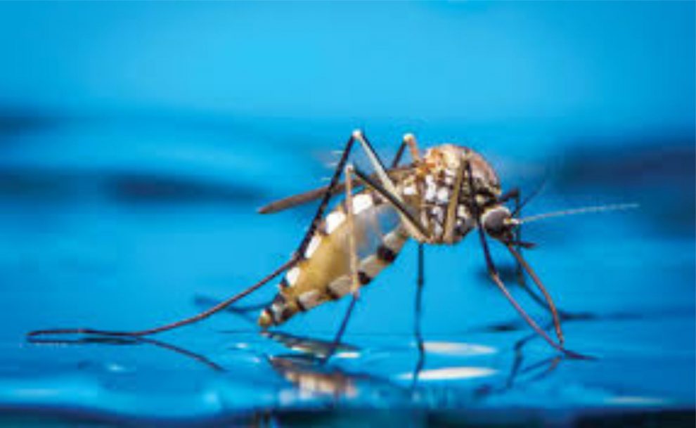 Mosquito carrying malaria parasites