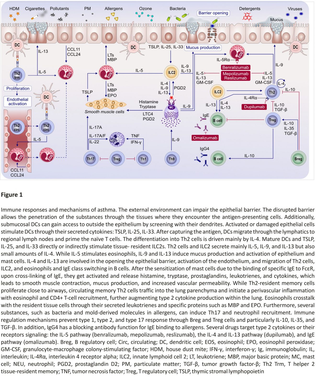 Advances And Recent Developments In Asthma In 2020 Clinical Health