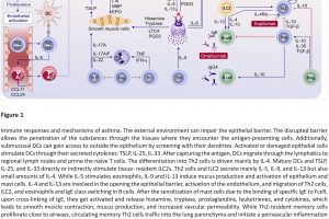 Immune responses and mechanisms of asthma