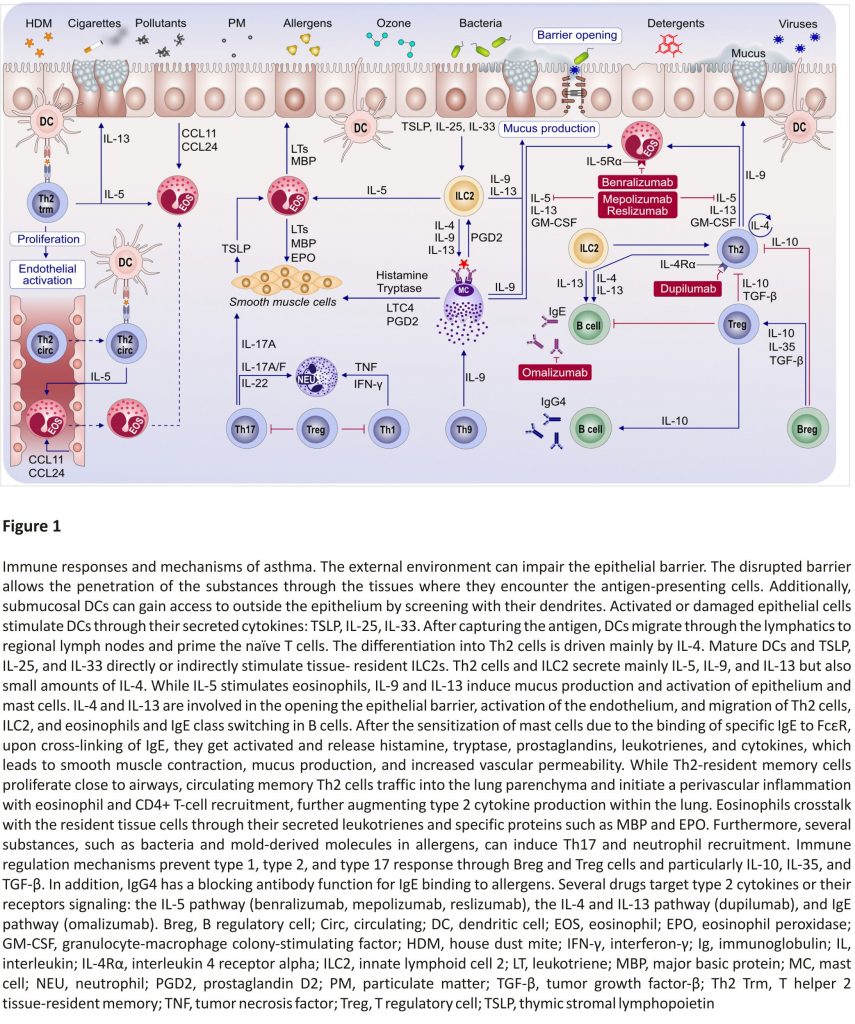  Immune responses and mechanisms of asthma