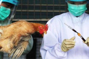 Bird being-injected with drugs in Poland.