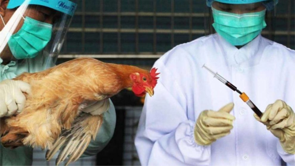 Bird being-injected with drugs in Poland.