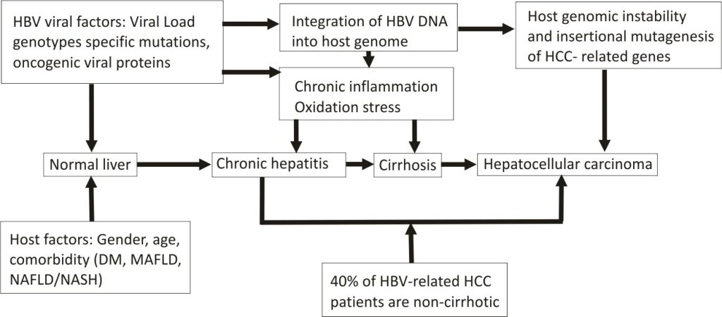 Factors associated with hepatitis B virus-related hepatocarcinogenesis.