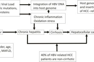 Factors associated with hepatitis B virus-related hepatocarcinogenesis.