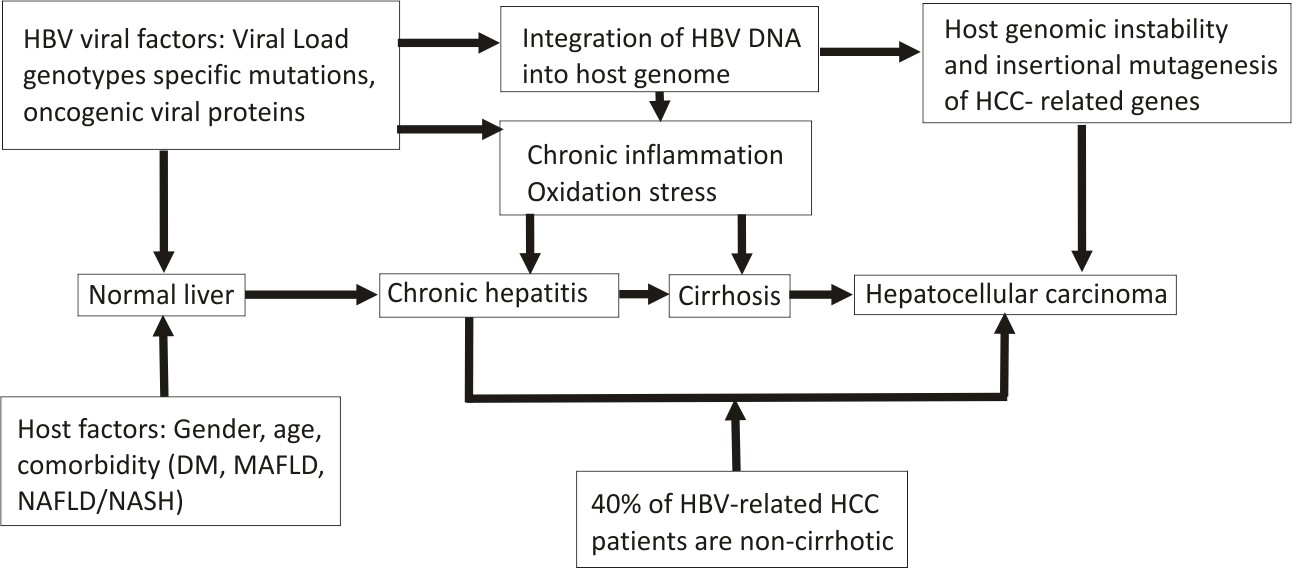 Prevention Of Hepatitis B Virus-related Hepatocellular Carcinoma ...