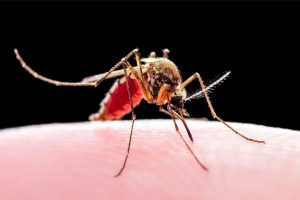 Mosquito carrying malaria parasites