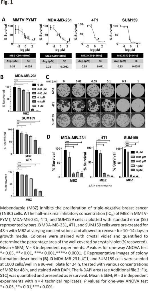 Mebendazole (MBZ) inhibits the proliferation of triple-negative breast cancer (TNBC) cells.