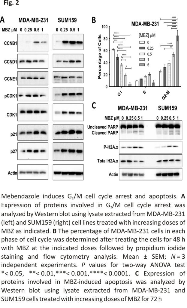 Mebendazole induces G2/M cell cycle arrest and apoptosis.