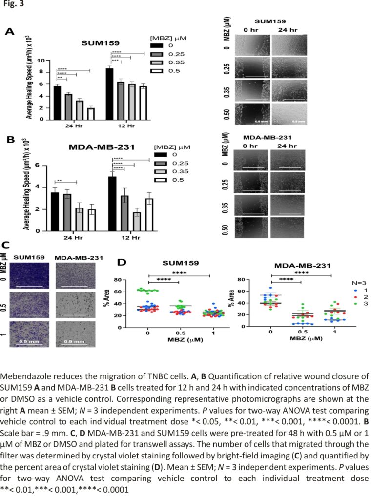 Mebendazole reduces the migration of TNBC cells