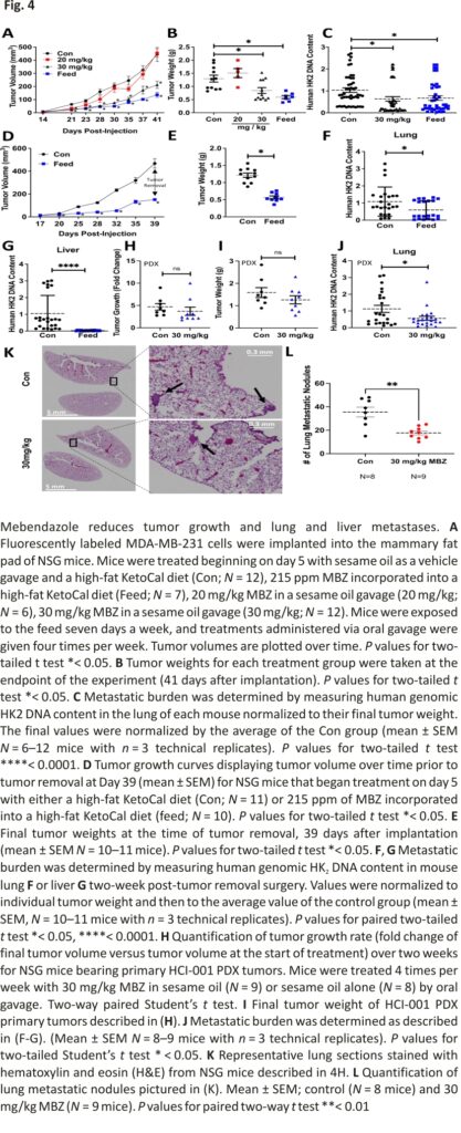 Mebendazole reduces tumor growth and lung and liver metastases.