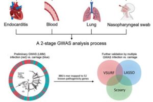 Figure 1. Two-stage GWAS analysis process used to detect infection-associated Streptococcus pneumoniae k-mers in study of disease-associated Streptococcus pneumoniae genetic variation.
