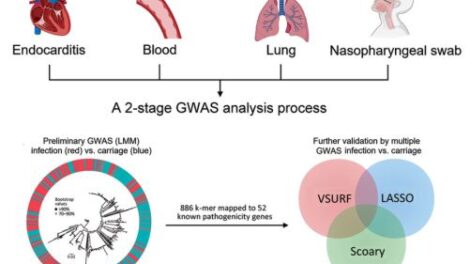 Figure 1. Two-stage GWAS analysis process used to detect infection-associated Streptococcus pneumoniae k-mers in study of disease-associated Streptococcus pneumoniae genetic variation.