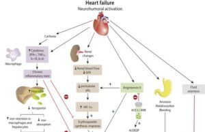 Anemia and Iron Deficiency in Heart Failure: Current Concepts and Emerging Therapies